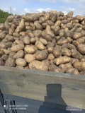 Dzień dobry ,sprzedam ziemniaki Catania,kopane na bieżąco, ziemniaki gruby zdrowy kaliber 5 plus ziemniaki z ciemnej ziemi 