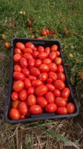 Sprzedam pomidor gruntowy dyno ilości większe i mniejsze. Możliwość transportu. 
