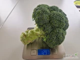 Kupimy brokuł duży od 800 gram, opakowanie do uzgodnienia. większe ilości. odbieramy swoim transportem