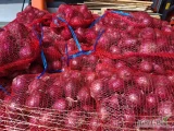 Sprzedam młodą polską cebulą zwykła kal 5-8 oraz 8-12. Cebula czerwona kal 5-8. 