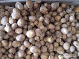 Sprzedam drobne ziemniaki kal 30-40 na obieranie odmiana Colomba 