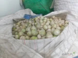 Sprzedam cebule biała zimową w suchej łusce około 2.5 t opakowanie big bag/ worek 15 kg