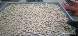 Sprzedam drobne ziemniaki odmiany Connect. Kaliber 30-50. Ok 13 ton.
