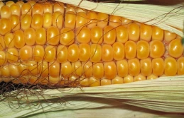 Plonowanie kukurydzy w 2019 roku