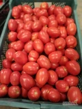 Pomidor gruntowy Pietrarossa.
