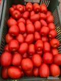 Sprzedam pomidora odmiana Dyno