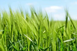 Nowe odmiany zbóż jarych 2020