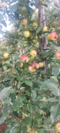 Sprzedam jabłka odmiana: GALA MUST na soki. Ilość 25-30 ton. Cena 80 gr/kg