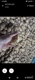 Sprzedam ziemniaki colomba jadalne młode Kal 45 worek 15kg szyty 6paket x 70 szt. cena 20zl worek gotowe do odbioru. Zapraszam 