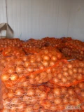 Sprzedam cebule kal.45-80,  pakowana w worki, bigbag  lub luz, możliwy transport na terenie całego kraju