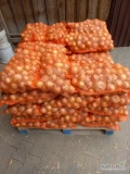 Sprzedam cebule z zimowego siewu w kalibracji 5-8CM, towar zdrowy,suchy bez bąkow dostępne ilości paletowe 