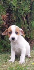 Zapraszam do rezerwacji, piesków i suczek rasy Jack Russell Terrier. Ur 3 czerwca o odbioru z książeczką zdrowia, rodowodem i...