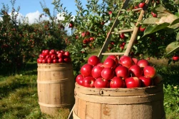 Pracownicy sezonowi: czy pandemia pokrzyżuje zbiory jabłek?
