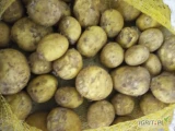 Sprzedam ilości tirowe ziemniaków młodych odmiana Maya w workach lub bb ładny zdrowy ziemniak kopany na biezaco