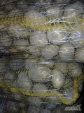 Sprzedam 140 worków ziemniaków Collombo z jaśniej ziemii, towar na paletach 2x70 worków 