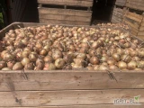 Sprzedam cebulę z siewu zimowego, odmiana Senshu Yellow, kaliber +5, około 70 ton, opakowanie worek raszlowy szyty 10 kg lub luzem w bb,...