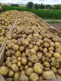 Sprzedam ziemniaki odmaina Colombo. Kaliber 5+ (na zdjęciu ziemniaki jeszcze nie kalibrowane) możliwość spakowania w worek raszlowy...