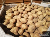Ziemniaki jadalne 45+, 50+ podana cena za big bags luz TIRowe tel. 601x159x904