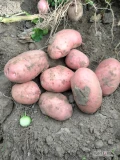 Ukopie pod zamówienie ziemniaki młode Ricarda, 2.30 zł kg  możliwość dowozu na bronisze 