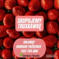 Firma Orskov Foods w Czaplinku, kupi truskawkę bez szypułki.
