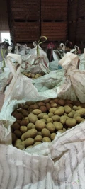 Sprzedam ziemniaki jadalne odmiana Belmondo, Queen Anna kaliber 45 opakowanie big bag cena 1,80/kg