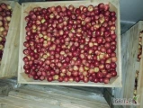 Sprzedam jabłka odmiany IDARED 6,5+ lub 7+ za wagę lub w dowolne opakowanie. Towar sztywny, dobrze wybarwiony i czysty. KA +SF dzisiaj...