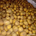 Sprzedam ziemniaki Gala drobne 8 ton w BB