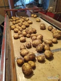Sprzedam ziemniaki młode, świeżo kopane. Kaliber 5+ pakowane w worek raszlowy szyty 15 kg. Gotowe 5 ton 