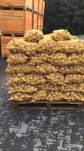Sprzedam na dziś wieczor 200 wokrów  ziemniaka Soraya kaliber handlowy 