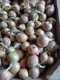 Sprzedam cebule zasuszoną, zdrowa bez zgnitych i bąkow ilości paletowe