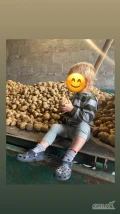 Sprzedam ziemniaki WERBENA 
