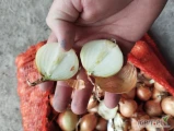 sprzedam końcówkę cebuli na ten sezon, wysadka 3,5-5cm  rinsburger 5 około 5,5tony cena 70gr kg zdrowa sucha lokalizacja 28-100...