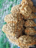 Ukopie na zamówienie ziemniaki jadalne Colombo, towar z jasnej ziemi, gruby l. Więcej informacji pod nr tel 697631392