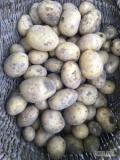 Sprzedam ziemniak żółty kal +45mm, opakowanie 15 kg / luz. Tel. 516-396-806