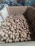 Sprzedam odpady z ziemniaków odmian jadalnych. Możliwość większych ilości.
