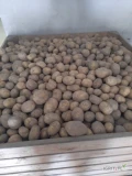 Sprzedam ziemniaki jadalne odmiany Obama w kalibrażu 40 +. Luz, worek szyty lub big bag. Ilości tirowe. 