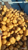 Sprzedam ziemniaki jadalne, świeżo naszykowane, bardzo ładny ziemniak z jasnej ziemi, szykowany ręcznie kal.5+ tel.507926421