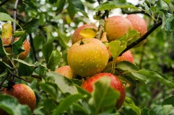 Unia Owocowa: Prognoza zbiorów owoców na 2021