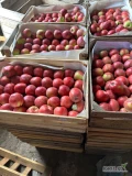 Witam, sprzedam 31 skrzynek letniego jabłka Julia w pierwszym sorcie i 4 skrzynki w drugim sorcie.