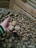 Sprzedam ziemniaki małe odmian żółtych werbena, Cortina , carera