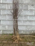 Sprzedam dwu letnie drzewka odmiany Red Pinowa(Ewelina) - 2500 sztuk