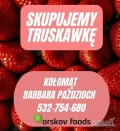 Firma Orskov Foods nawiąże współpracę z dostawcami truskawki bez szypułki.
