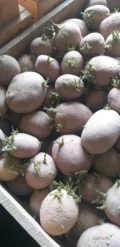 Sprzedam ziemniak werbena 35-55  ilosc okolo 3500kg zaprawione moncut
