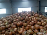 Sprzedam cebule ozima w suchej łusce kaliber przewaga 50-90 około 70 ton
