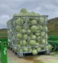 Sprzedam kapustę biała pakowana luz palety ilości busowe na kilogramy cena do uzgodnienia.