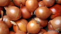 Fresh Onion / Yellow Onion / Red Onion, We are wholesale suppliers and distributors of fresh onions, suppliers of over 5000 MT in...