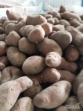 Witam kupię ziemniaki jadalne żółte czerwone Kal 45 TYLKO luz na wywrotkę, ll gatunek parch, robak, niekształtne, odsorty od sadzonki,...