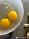 Sprzedam ilości hurtowe jaj kremowych z podwójnym żółtkiem 