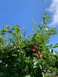 Zbiór wiśni i jabłek oraz wiązane drzewek 
