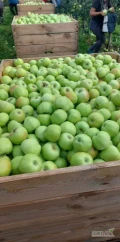 Sprzedam Bojken 130 skrzyń z KA + SF komora do otwarcia, jabłko czyste, zielone 